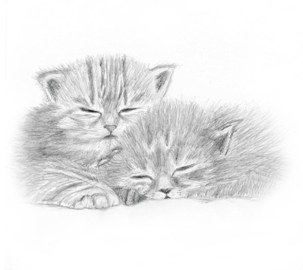 Котёнок рисунок карандашом