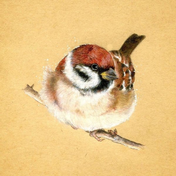 Воробей акварелью