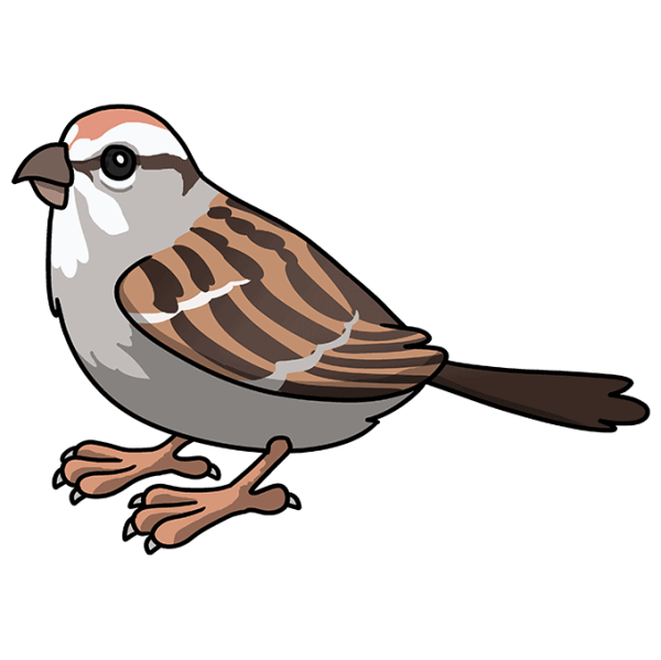 Домовый Воробей рисунок