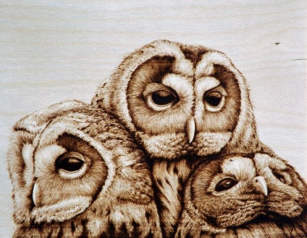 Пирография по дереву Сова