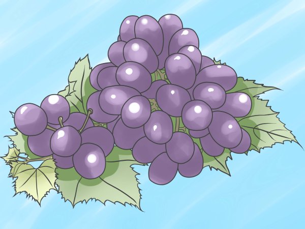Виноград векторный рисунок
