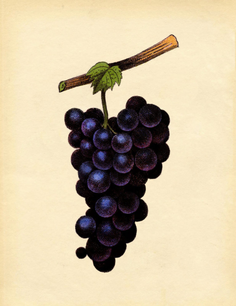 How to draw grapes