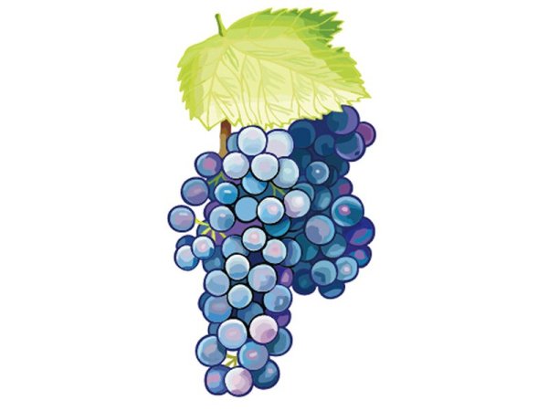 Виноград акварелью