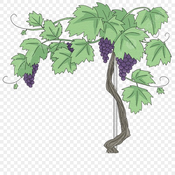 Нарисовать виноград