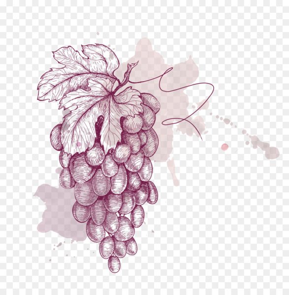 Виноградное дерево вектор