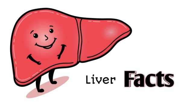 Радостная печень