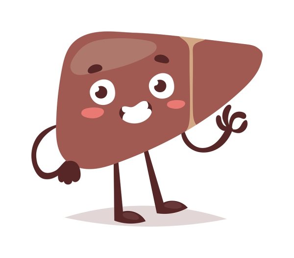 Печень вектор