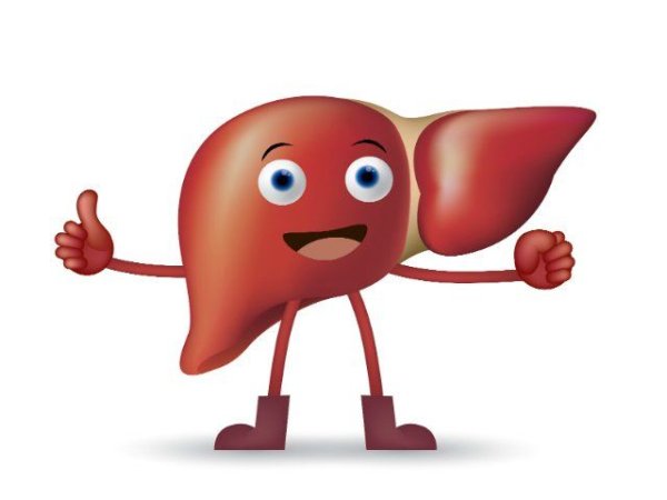 Печень рисунок