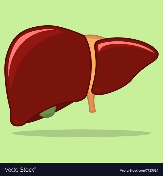 Печень нарисовать
