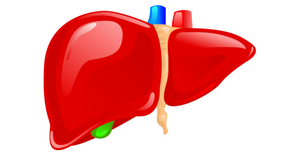 Печень картинка