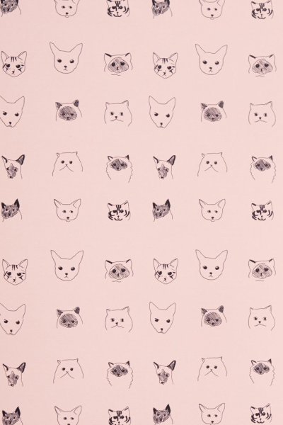 Котики мелкие мордочки