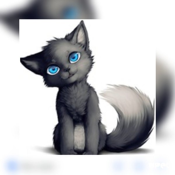 Бич коты Воители милый