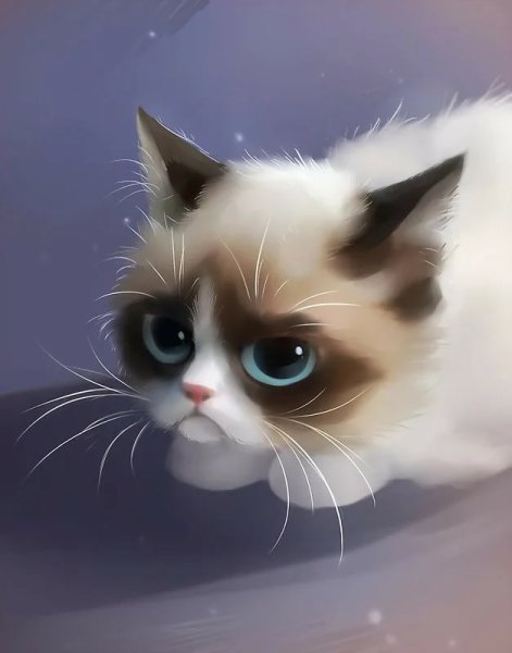 Грустный кот под дождем