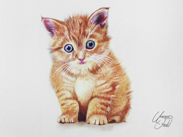 Рыжий котенок нарисованный