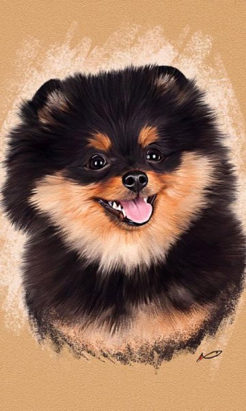 Австралийская овчарка + померанский шпиц