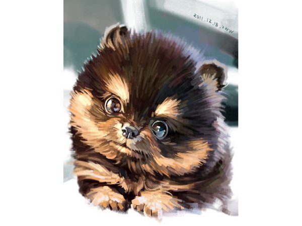 Рисование по номерам шпиц