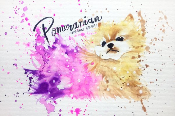 Шпиц рисунок