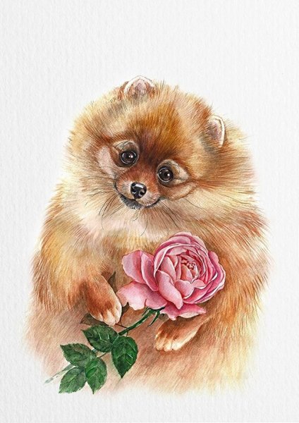 Шпиц померанский Art