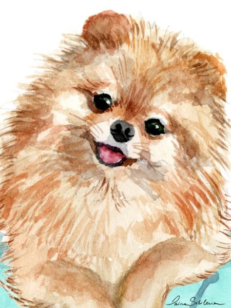 Шпиц померанский Art