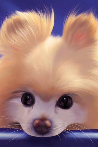 Аватар шпиц