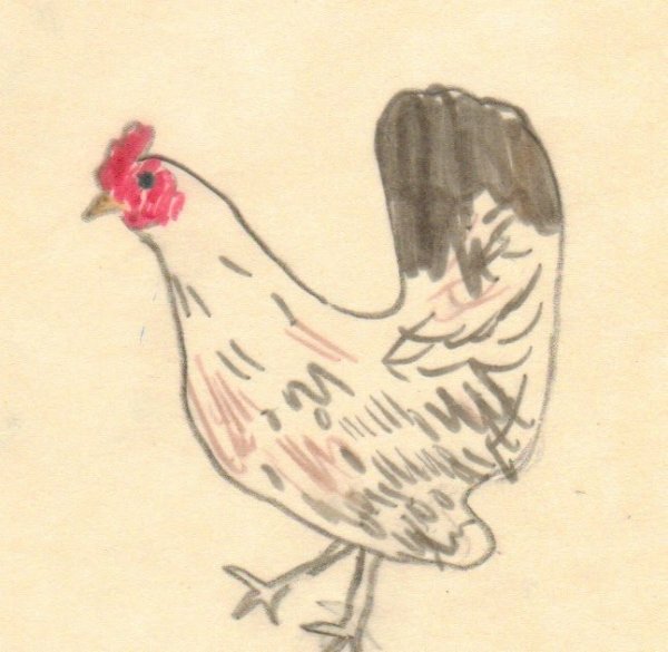 Курочка для срисовки