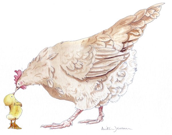 Милые иллюстрации курица