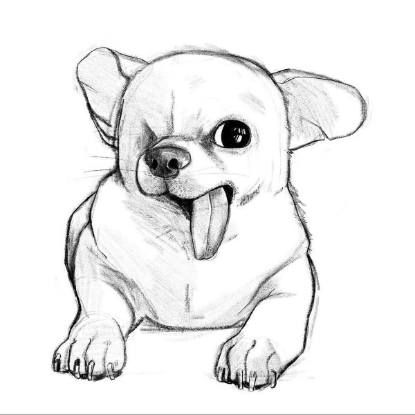 Чихуахуа для срисовки