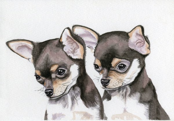 Чихуахуа арт