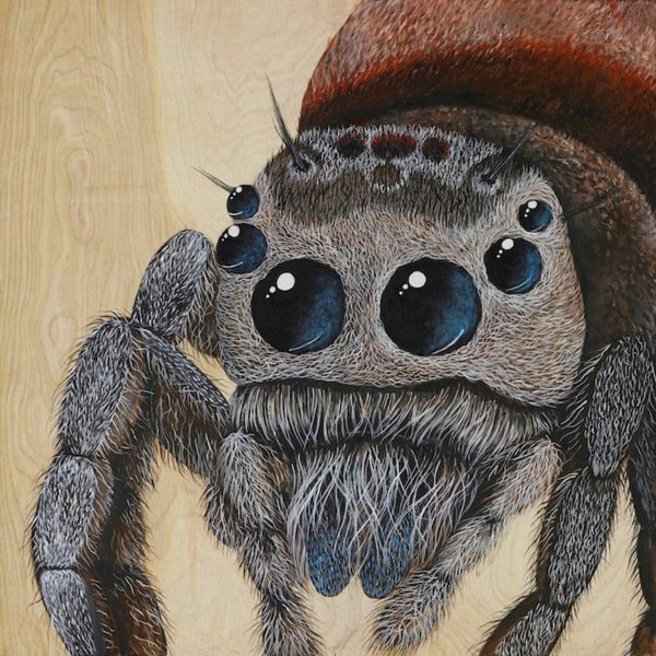 Милый паучок