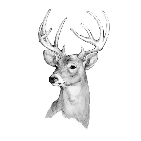 Морда оленя рисунок карандашом