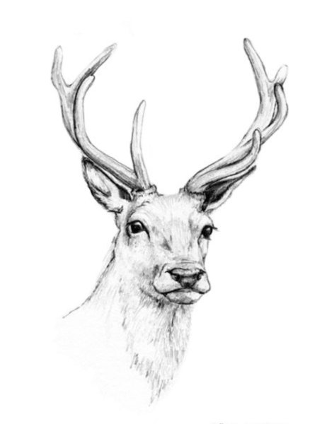 Голова оленя карандашом