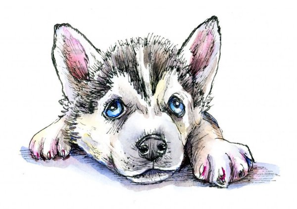 Хаски рисунок