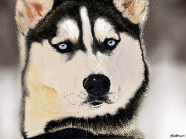 Хаски рисунок милый