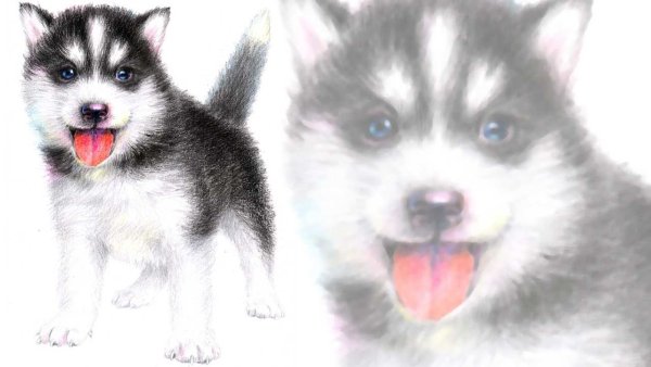 Хаски рисунок для детей