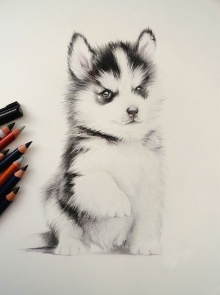 Щенок хаски для рисования