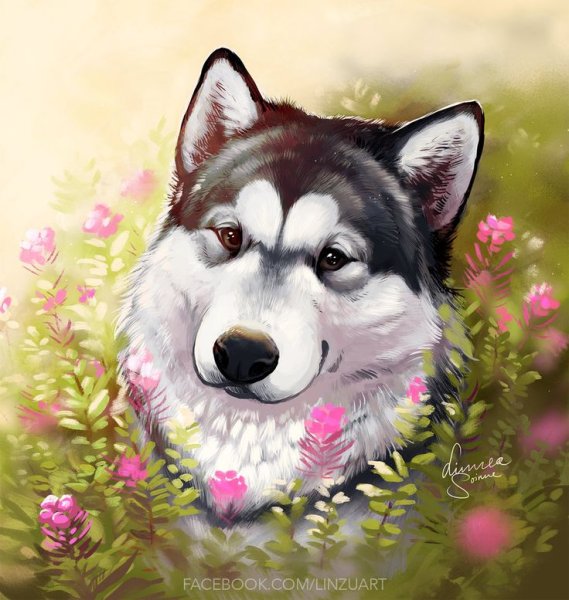 Хаски рисунок