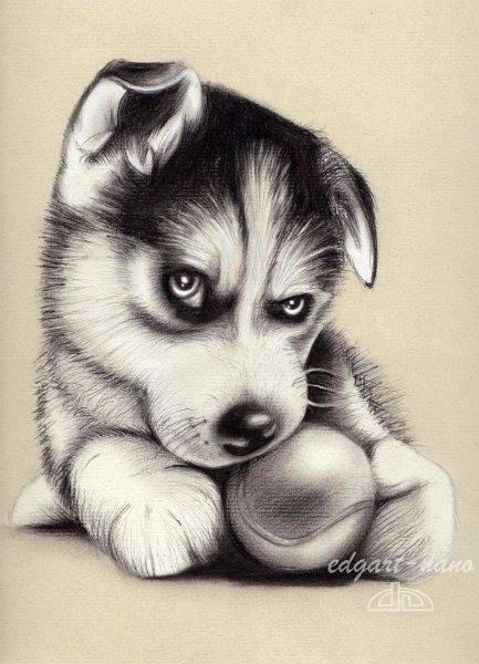 Хаски скетч