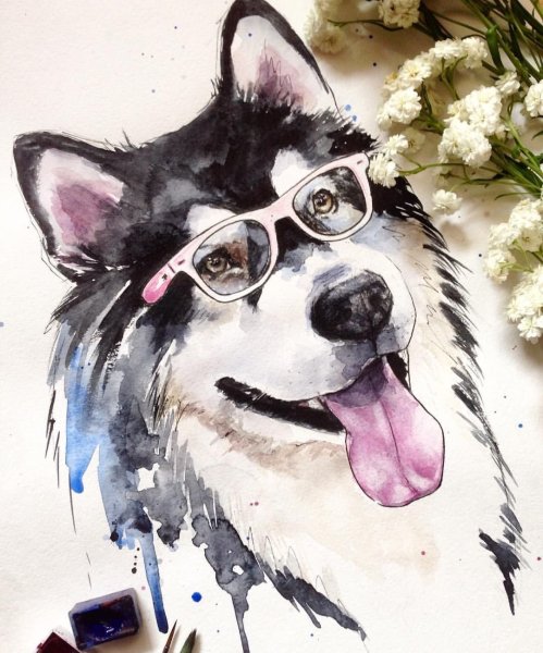 Маламут акварель