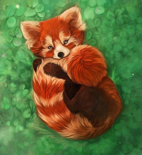 Красная Панда арт