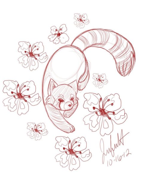 Красная Панда рисунок для срисовки