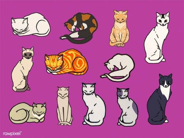 Кошка векторный рисунок