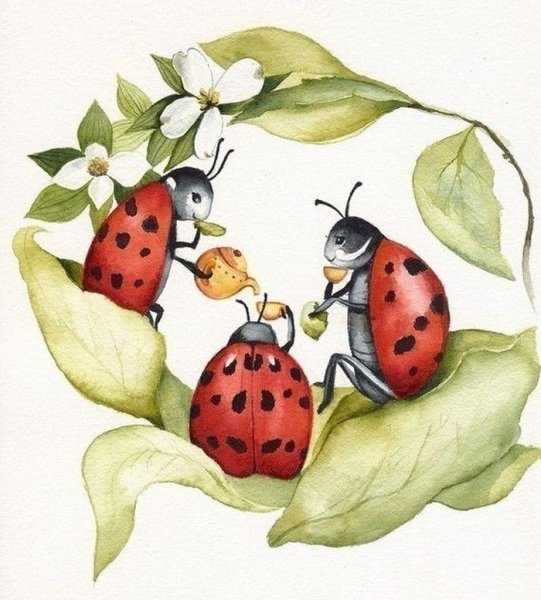 Божьи коровки