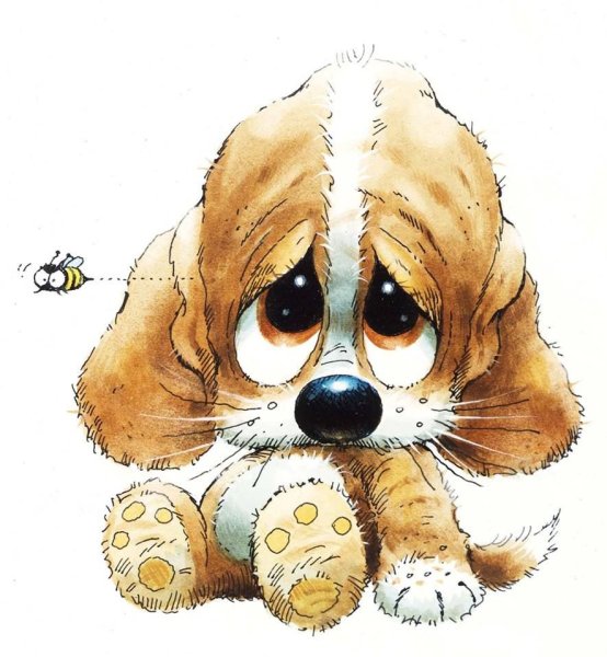 AMYLYN Bihrle енот