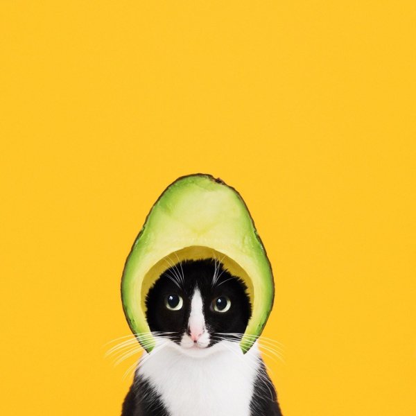 Милое авокадо котик
