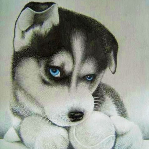 Корги рисуночек миленький