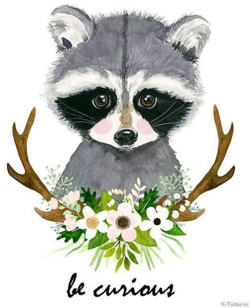 Милые иллюстрации енот