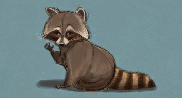 Енот полоскун референс