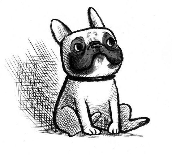 Бульдог для срисовки