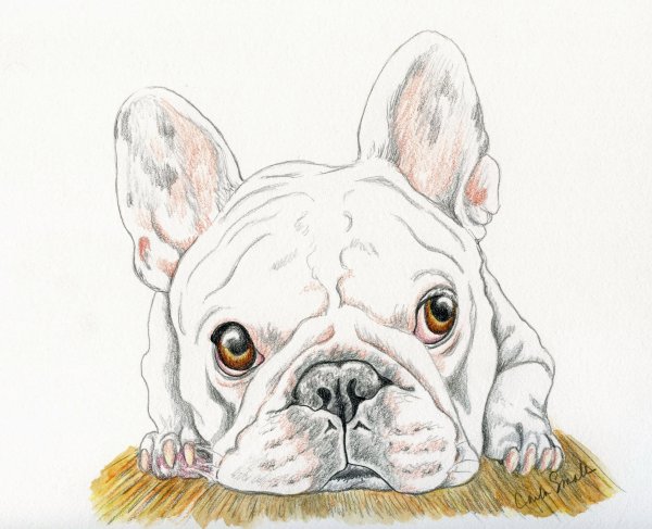 Французский бульдог рисунок