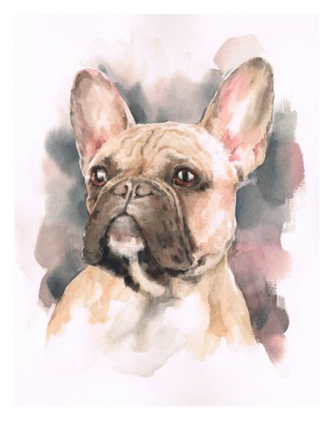 Бостон терьер рисунок